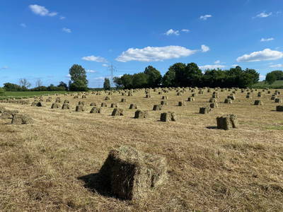 Unsere jährliche Heuernte für die Ponys