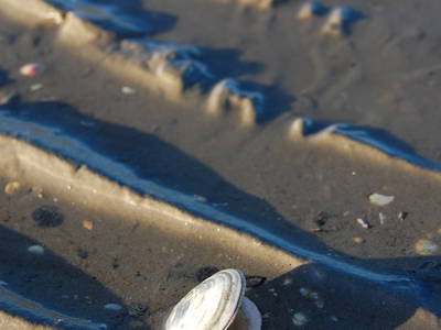 Bild 17 aus  WindWeiteWattenmeer Ferien in Tossens