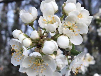 Bild 11 aus  Bioland Bauernhof Hausergut