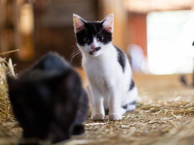 Bild 19 aus  Familienhof Brüning