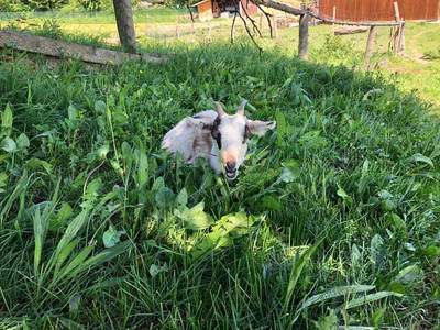 Bild 18 aus  Weidererhof