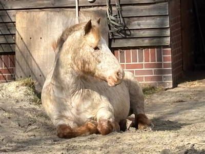 Pepe, unser neues Reitpony