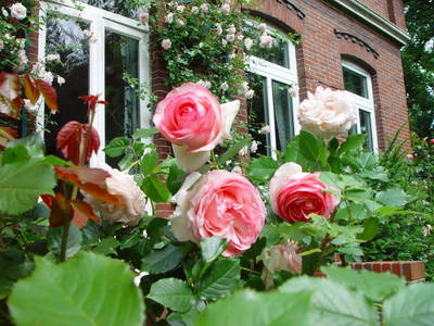 Bild 13 aus  Hof hinterm Deich