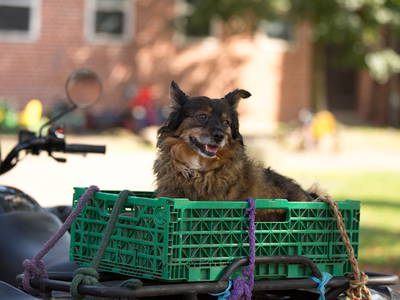 Bild 26 aus  Reiter- und Ferienhof Cohrs