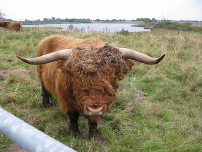 Bild 6 aus  Ziegeleivilla