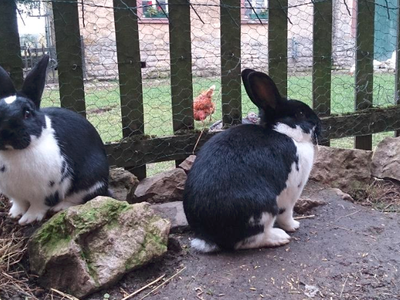 Bild 23 aus  Gutshof Hungerburg