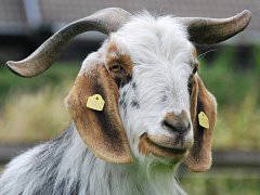 Bild 6 aus  Feriendorf Weinberghof