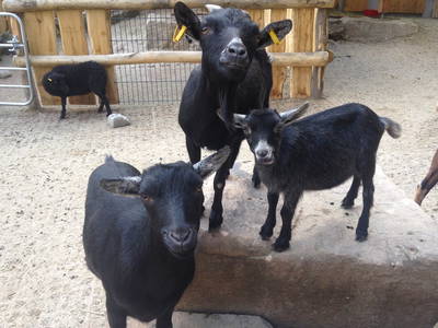 Bild 10 aus  Oberer Rechtgrabenhof