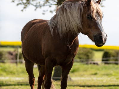 Bild 28 aus  Hinrich's Ostsee Bauernhof
