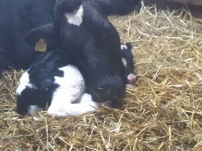 Bild 7 aus  Wendelhof