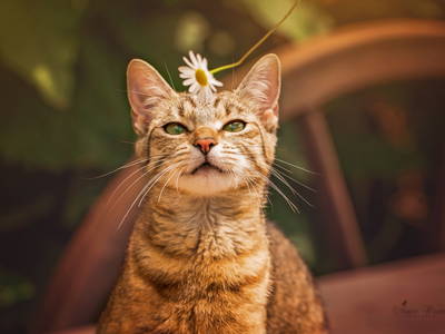 Bild 9 aus  Rittergut Positz