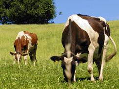 Bild 3 aus  Kirnermartes Hof