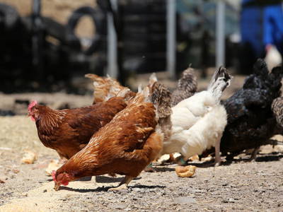 Unsere Hühner die braune, weiße und grüne Eier legen