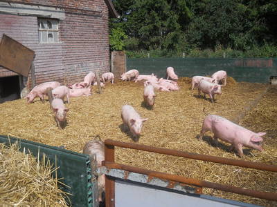 unsere Schweine im Auslauf