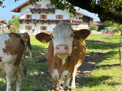 Bild 8 aus  Rummelbartlhof