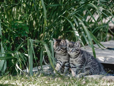 Bild 11 aus  Kimpelehof