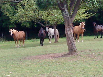 Bild 8 aus  Ferienwohnung Lindleshof