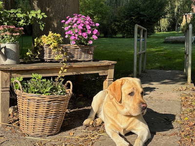 Toni wartet auf Gäste !