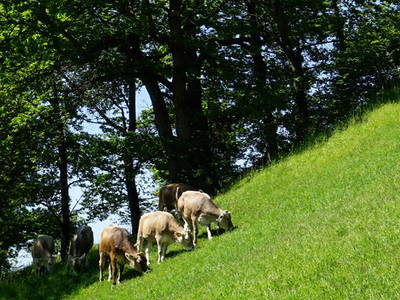 Bild 3 aus  Thalerhof