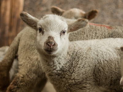 Bild 7 aus  ELBMARSCHEN BAUERNHOF Olde