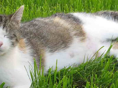 Bild 14 aus  Zacherlhof