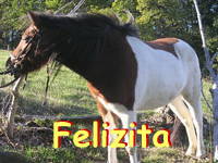 Bild 19 aus  Gasthof zum Grünen Baum