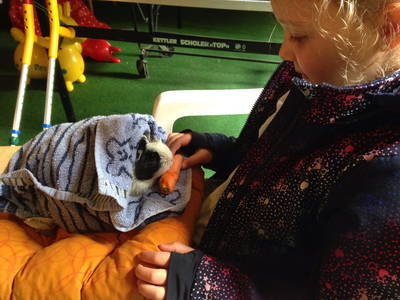 gemütliche Zweisamkeit mit Meerschweinchen