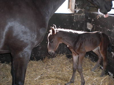 Bild 39 aus  Lindenhof