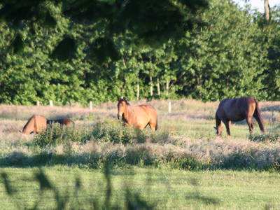 Bild 8 aus  Willrathshof