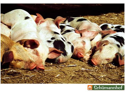 Bild 12 aus  Schümannhof