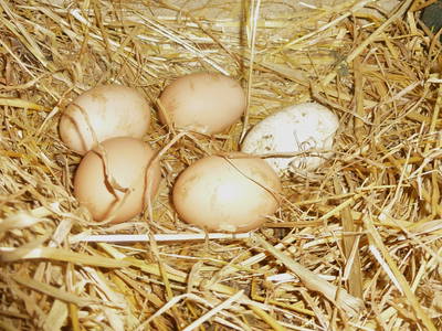 Abends werden Eier gesucht