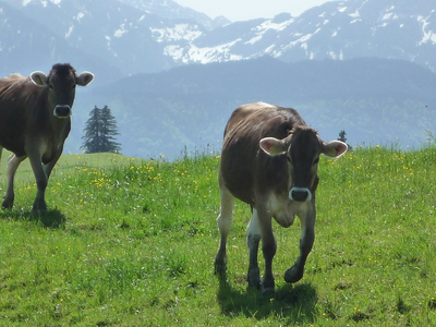 Bild 10 aus  Ferienhof Greis