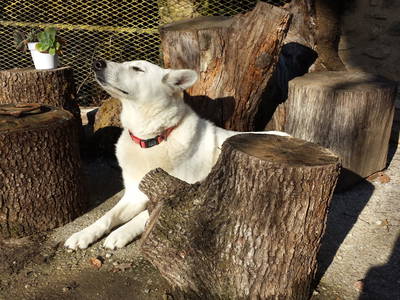 Bild 26 aus  Le Colombié - Ferienhäuser an der Dordogne mieten