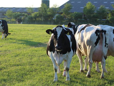 Bild 5 aus  Ferienhof Rickerts