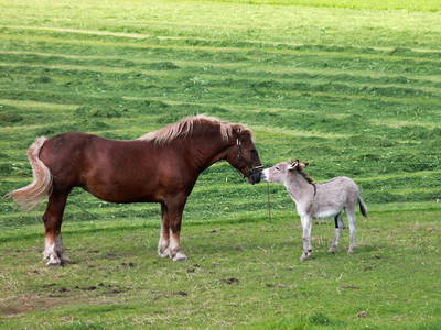 Bild 15 aus  Ferienhof Hitzelberger