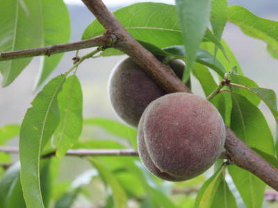 Spezialität - der rote Weinbergspfirsich