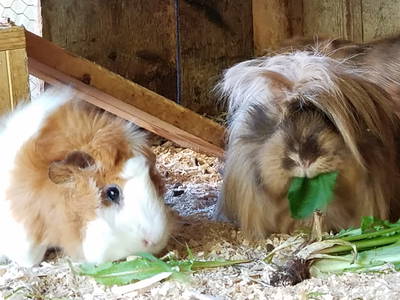 Die Meeries freuen sich auf Euch