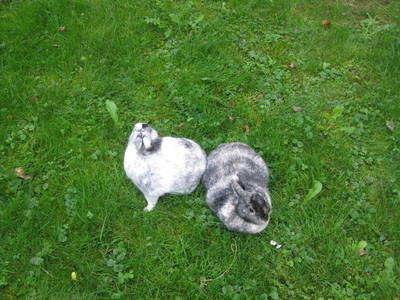 Bild 14 aus  Obermoarhof