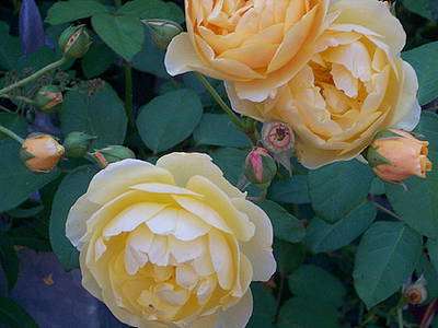 Bild 21 aus  Ferien & Freizeithof Meutstege