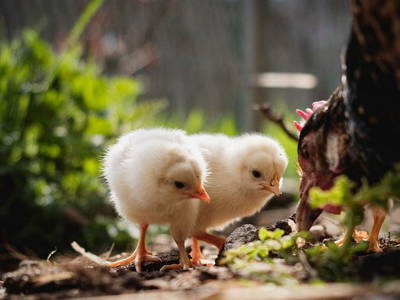 Bild 17 aus  Gut Neuwerk