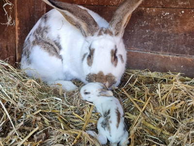 Bild 27 aus  Leverenzhof