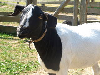 Bild 7 aus  Ferienhof Wibbeling am Hemmelsdorfer See