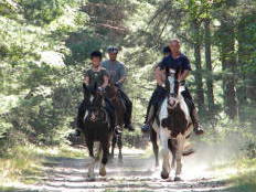 Bild 5 aus  Reiterhof "Zum Rappen"