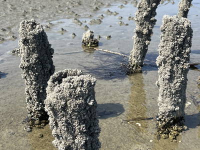 Bild 29 aus  Nordseeurlaub Söth