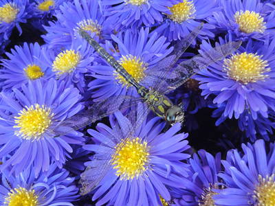 Bild 26 aus  Bio-Obstgut Oberhof