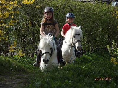 Bild 9 aus  Fjordgestüt Süderstapel GbR
