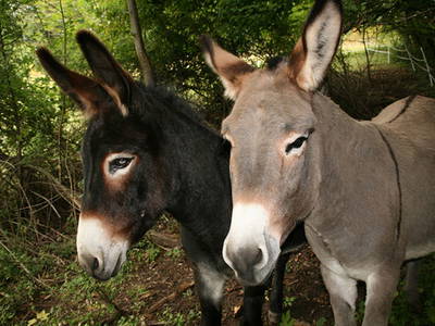 Bild 2 aus  Eselhof Le Certeau