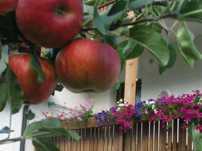 Bild 20 aus  Heideggerhof