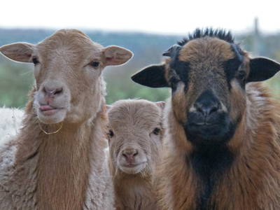 Bild 25 aus  Pferdehof Ruhnau FN