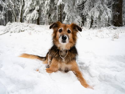 Bild 30 aus  Ferienhäuser Zur Schäferei